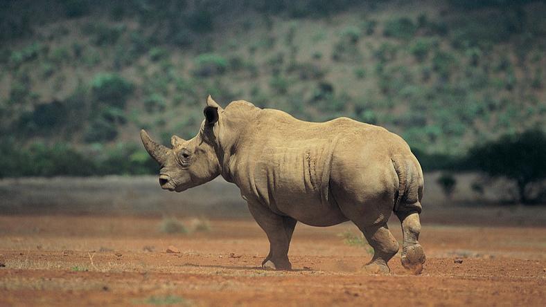 远离那头“灰犀牛”